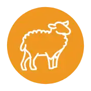 With Lamb Protein