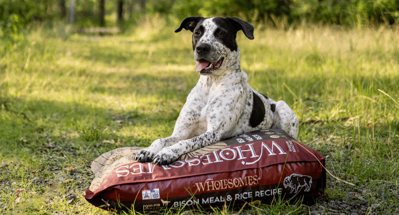 Dog smiles as they lay on top of bag of dog food