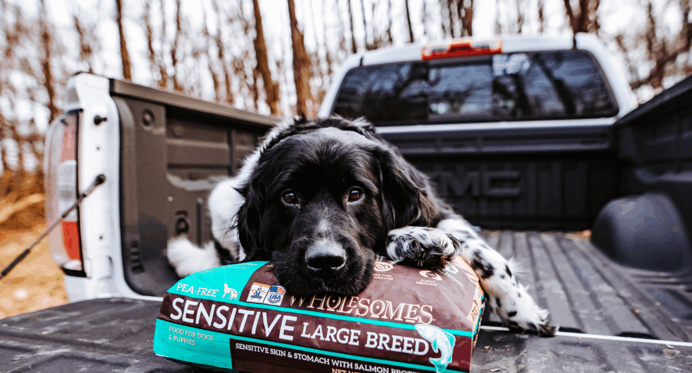dog sitting with a bag of wholesomes sensitive large breed