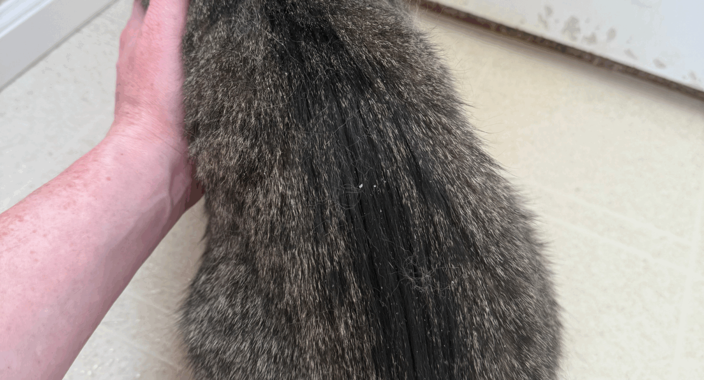 back of a cat showing hair shedding and dandruff 