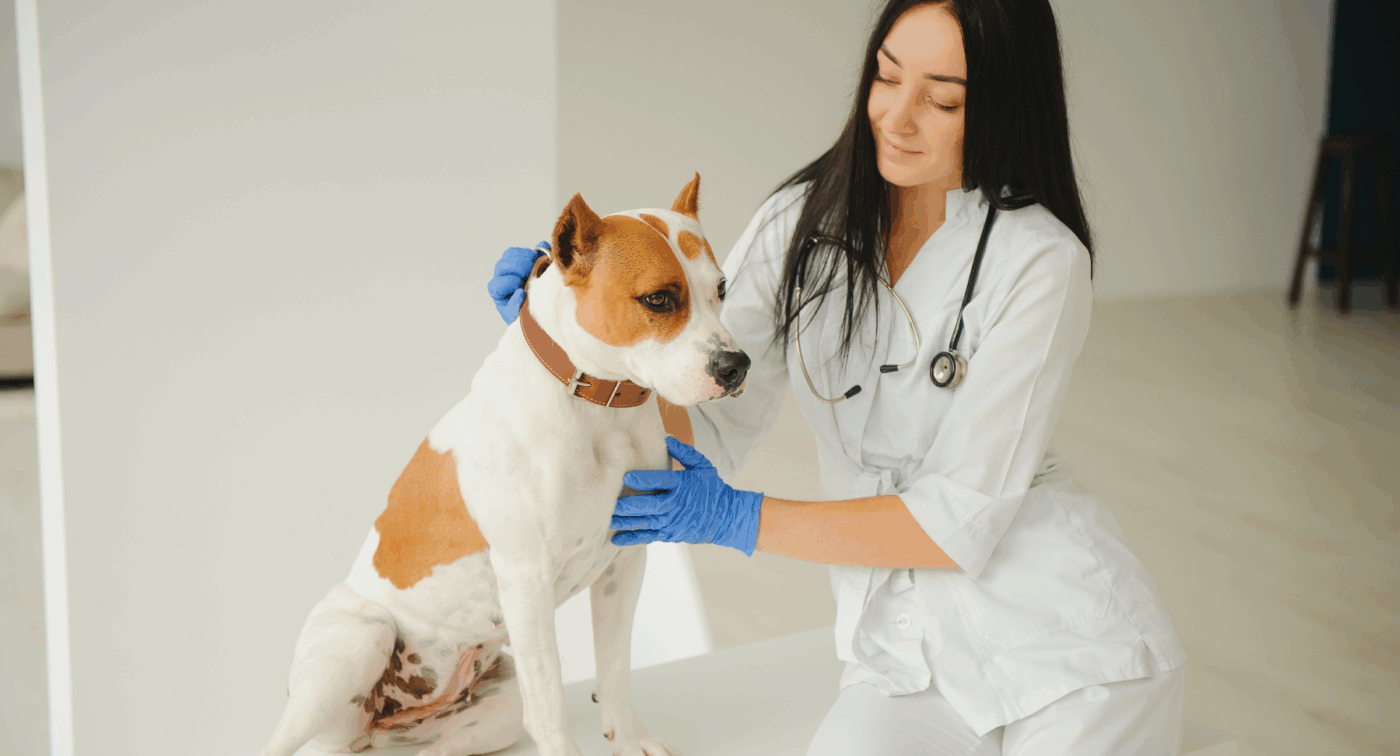 Vet performing a winter dog weight loss guide health check