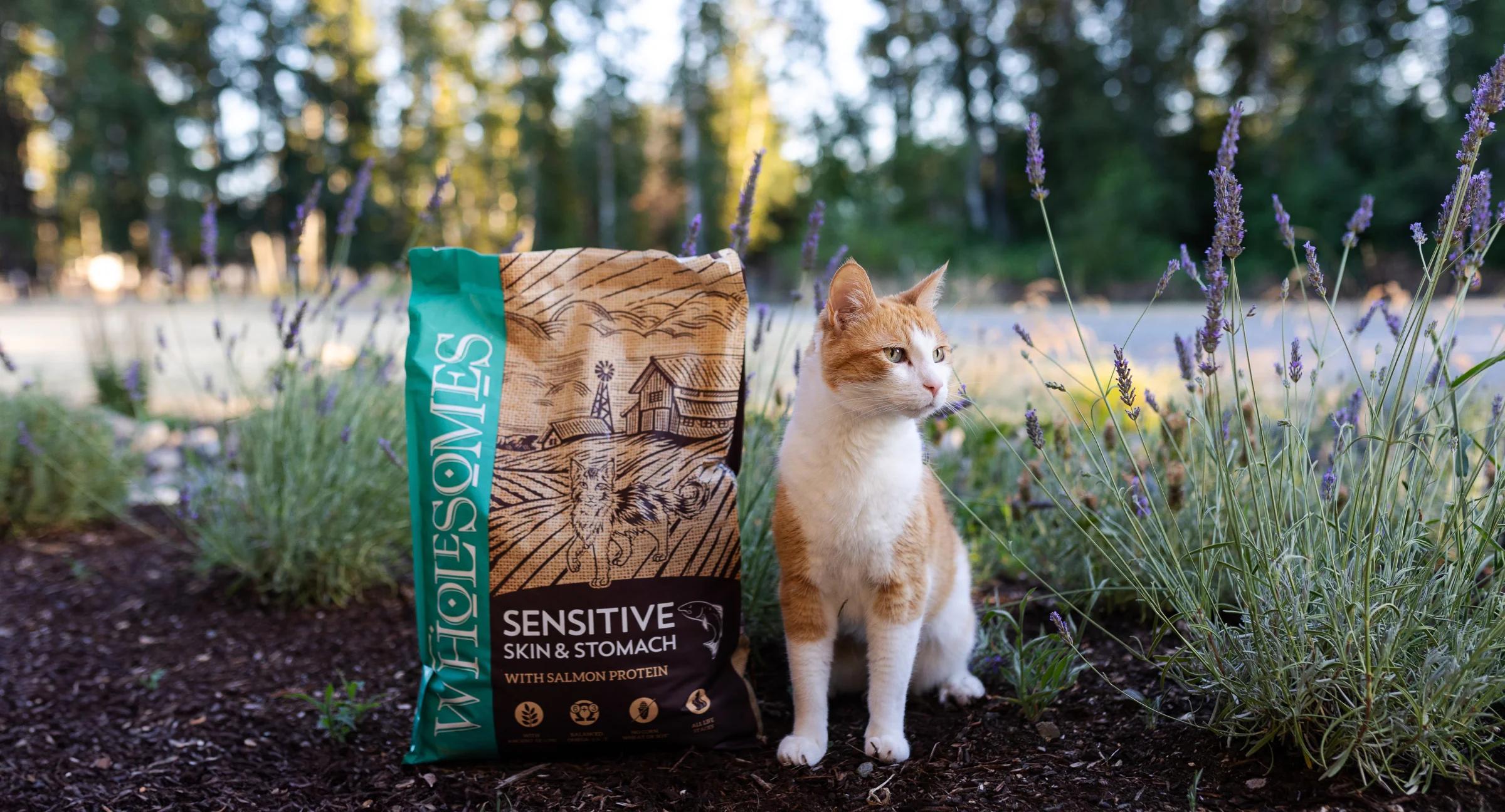 Cat beside Wholesomes Sensitive Food with Salmon Protein
