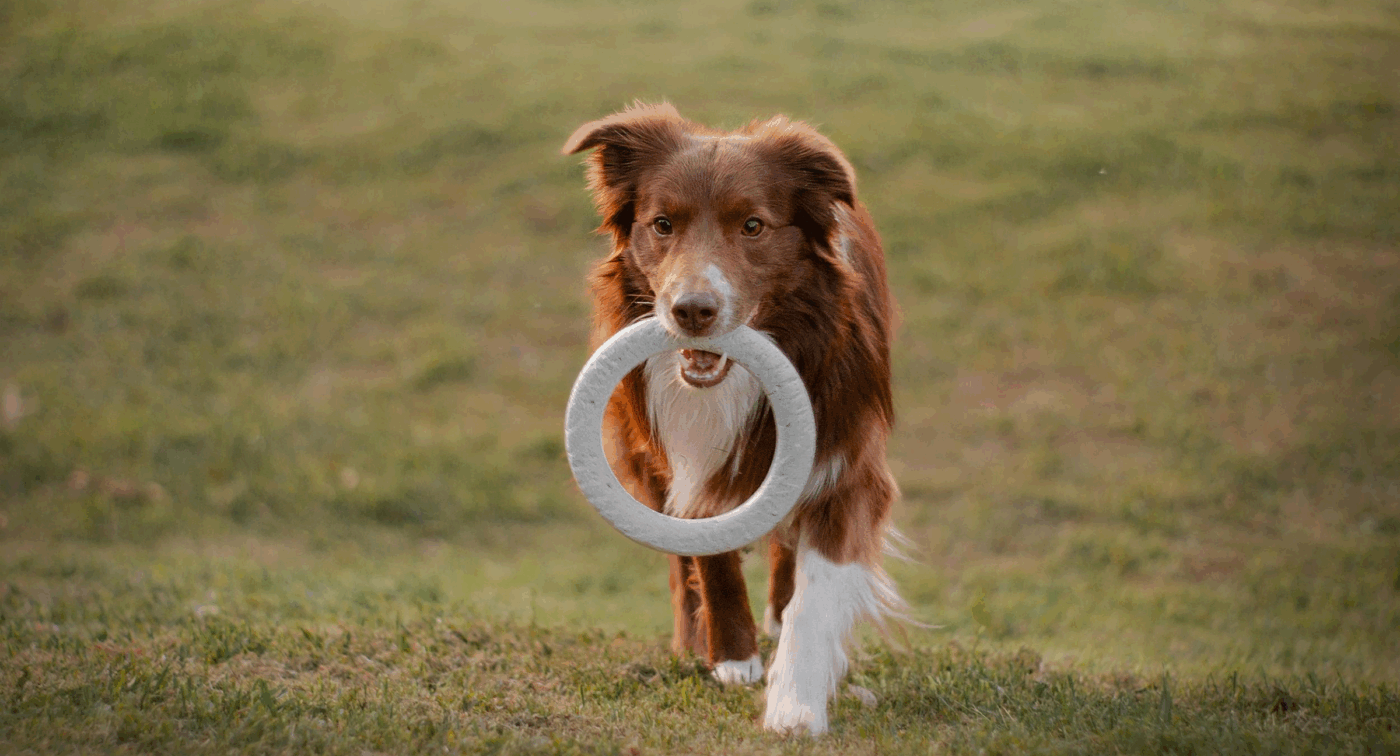 dog runs while holding a toy in mouth