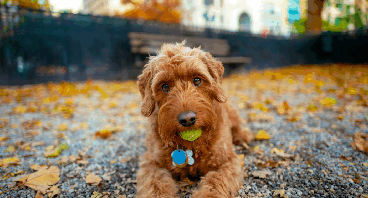 Dog outdoors in autumn leaves – autumn allergies in pets