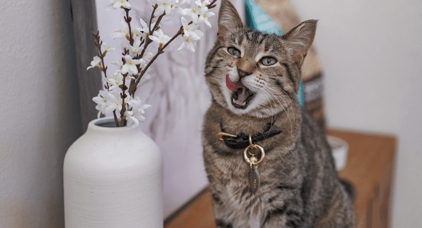 cat licking its lips