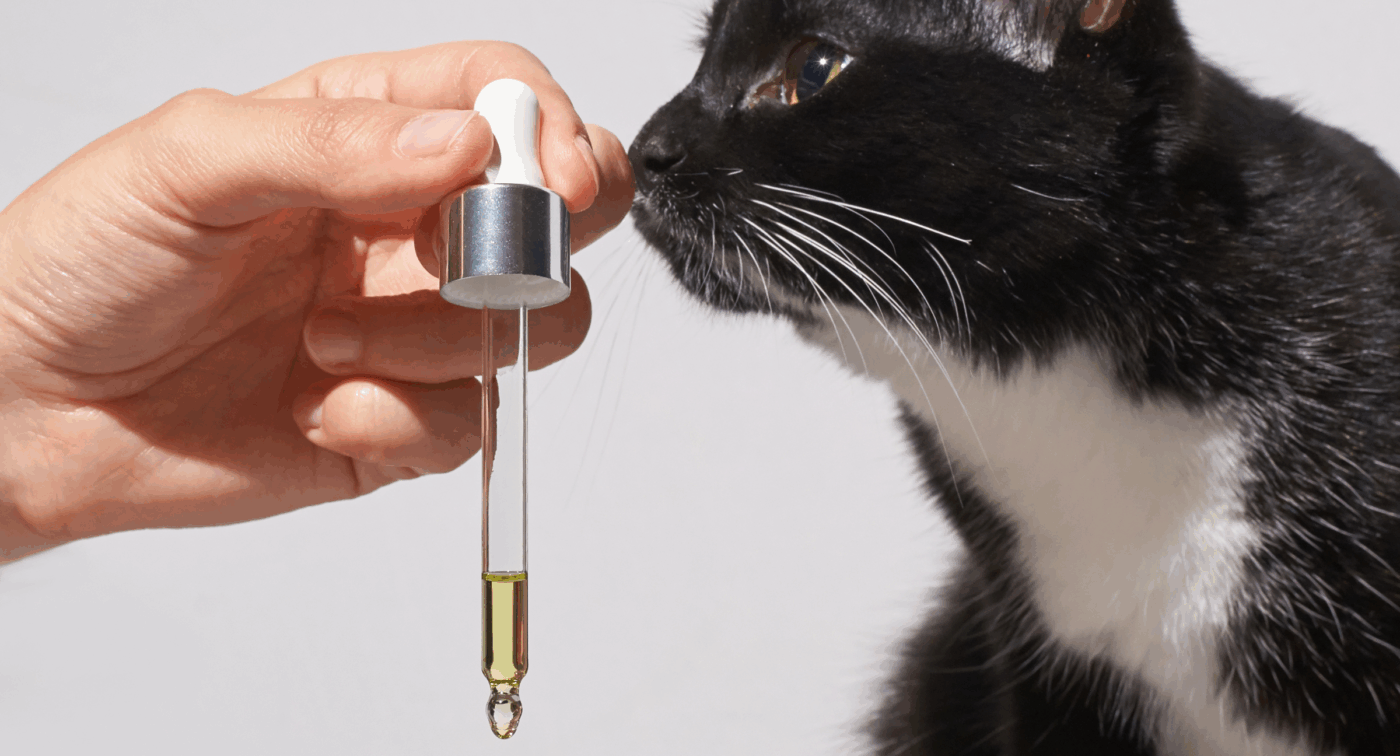 cat looking at a drop of oil