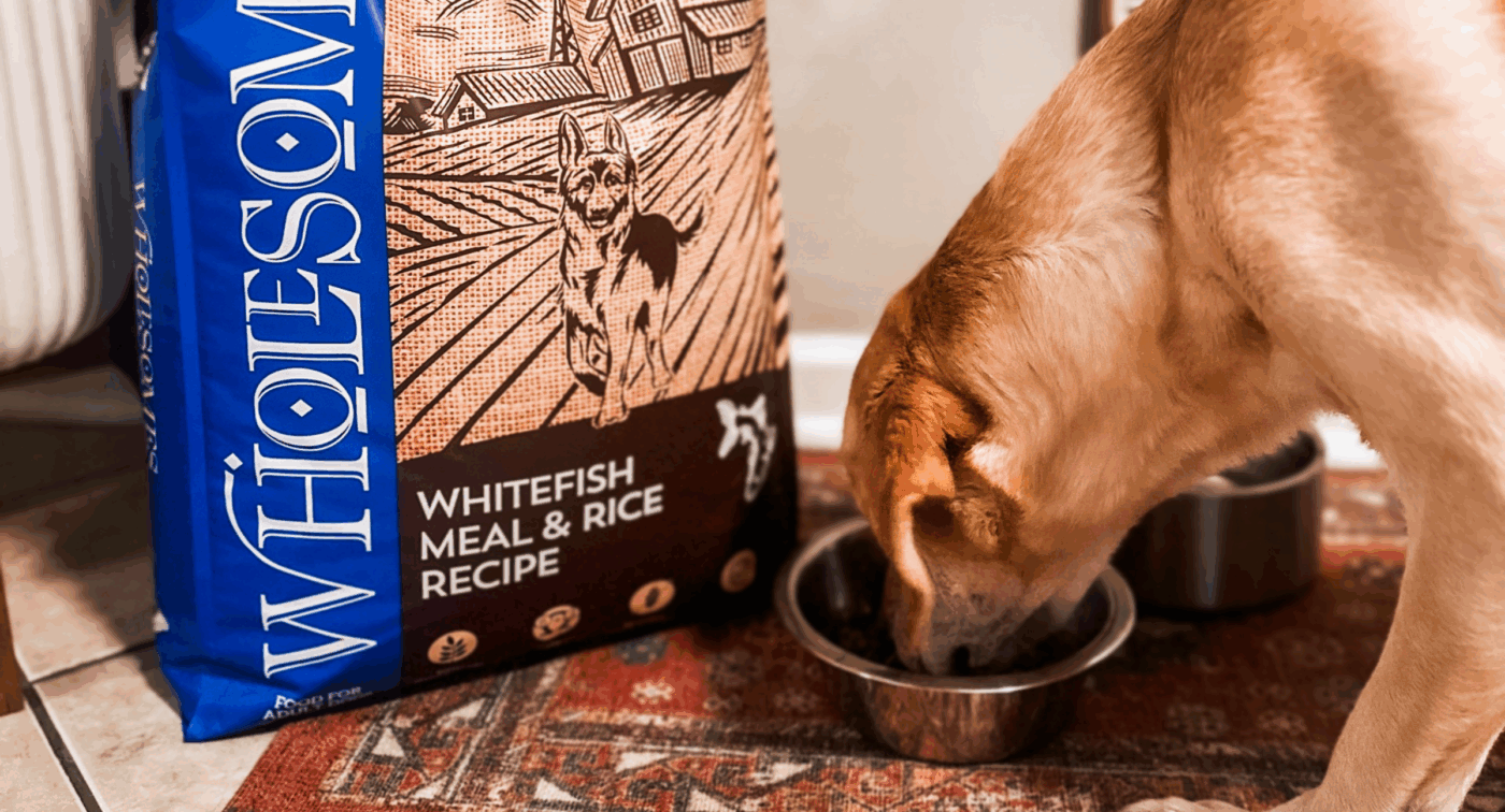 dog eating wholesomes whitefish meal & rice recipe