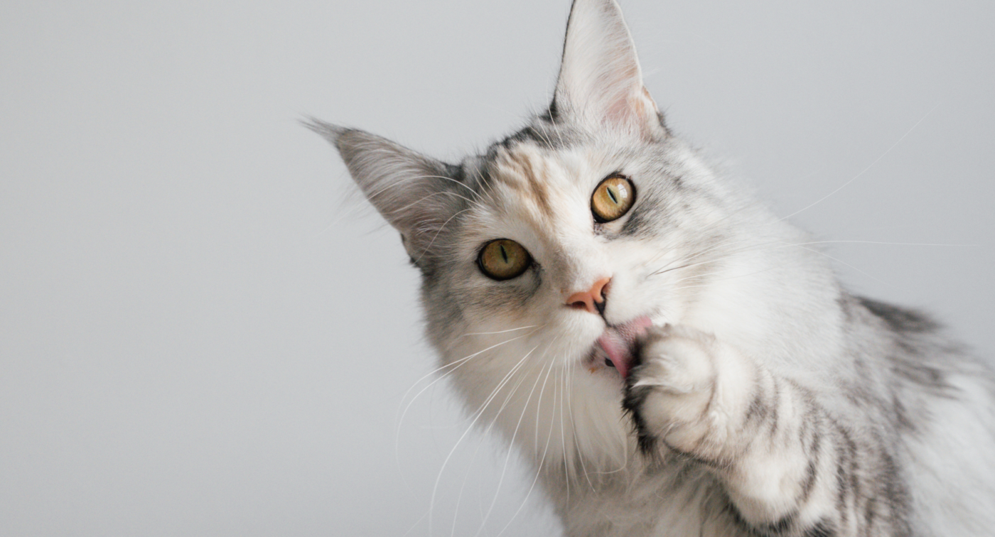 cat licking its paws