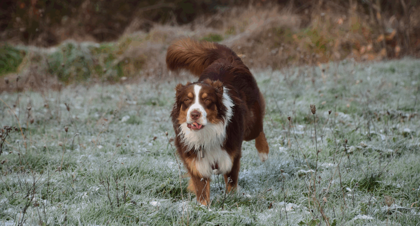 dog running through grass