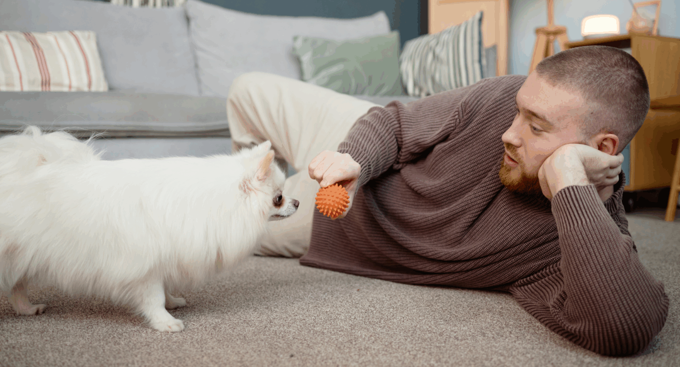 dog and owner playing indoor fetch