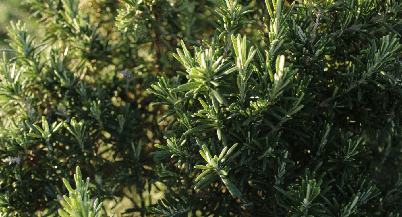 Fresh rosemary plant bush, a fragrant herb used in cooking and pet food