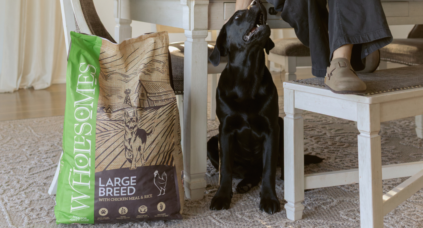 dog sitting next to wholesomes Large Breed with Chicken Meal and Rice