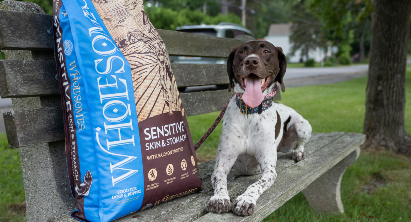 Salmon-based recipe ideal for dogs with sensitive stomachs