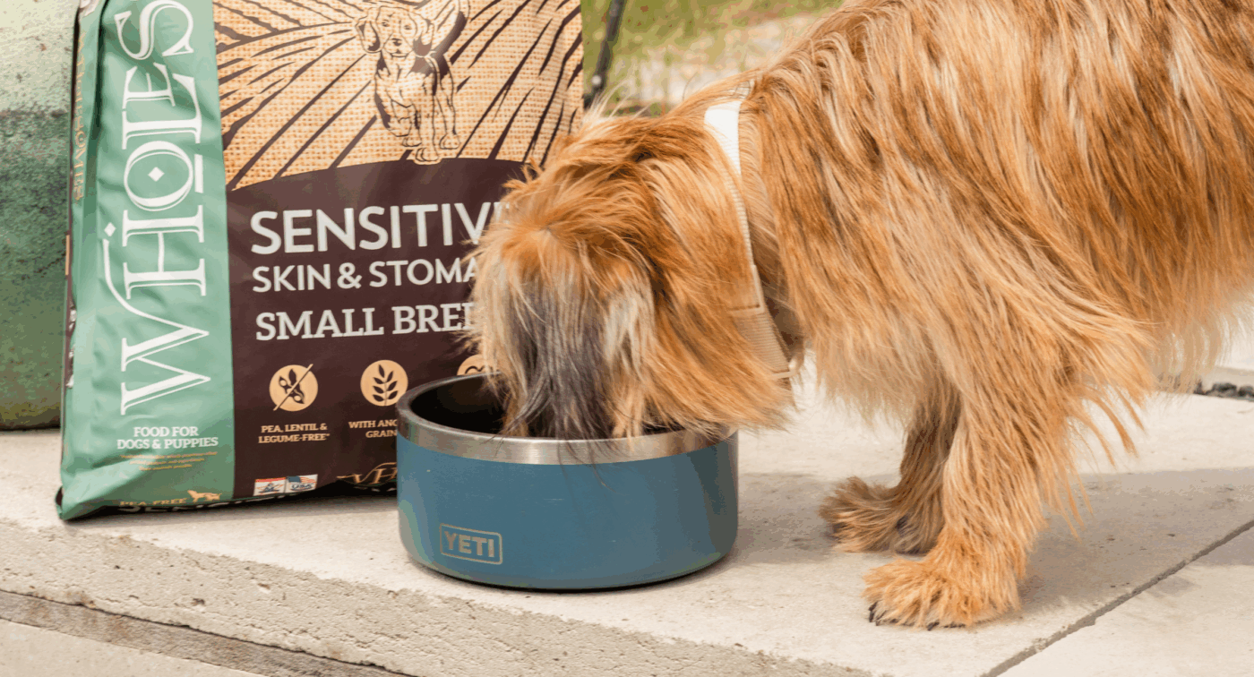 Pet owner managing autumn allergies in pets at home