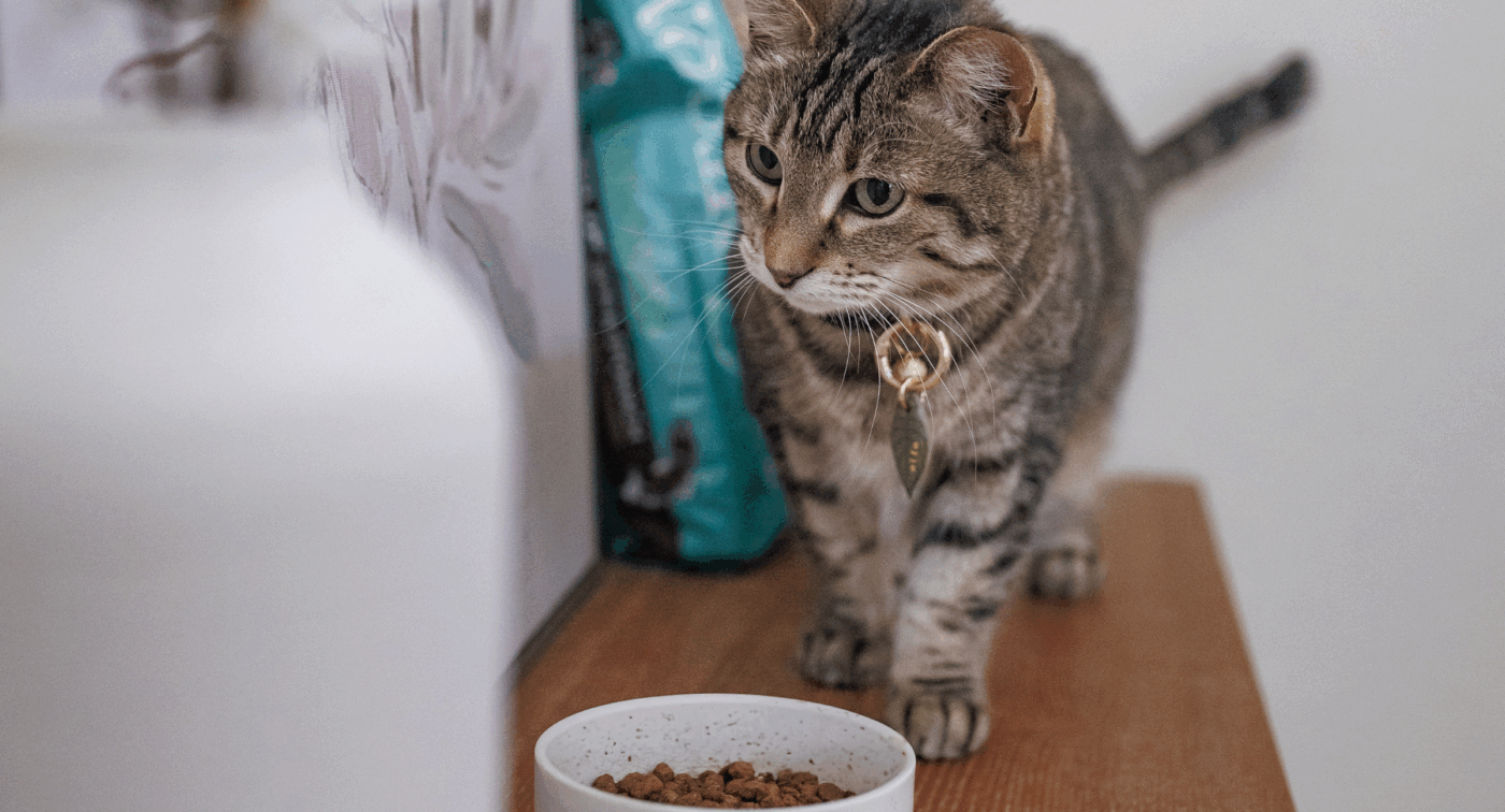 cat on surface looking at a bowl of food
