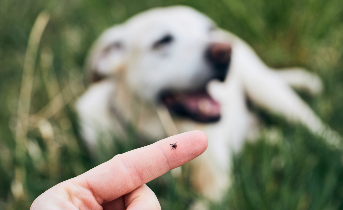 Person has tick on finger as dog smiles in background