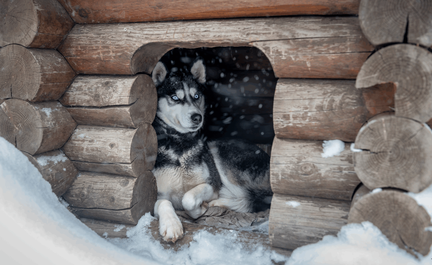 Winterized dog kennel providing warmth and comfort in winter
