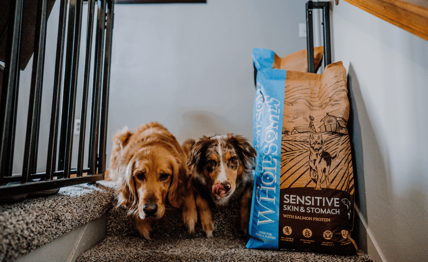 Dogs resting indoors during winter dog weight loss guide activities