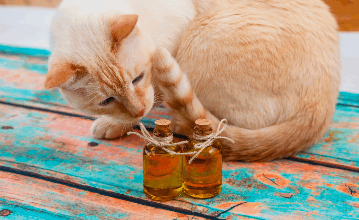 Is olive oil safe for cats – cat near bottle of olive oil