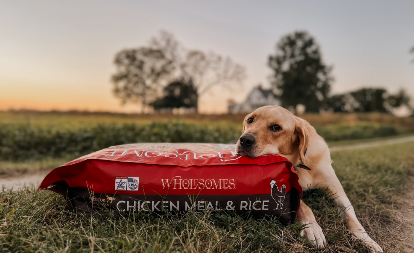 Dog sitting next to Wholesomes Chicken Meal & Rice