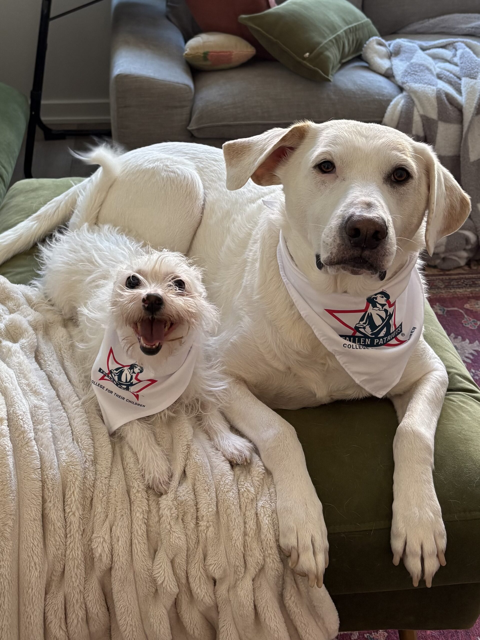 Kayla's dogs
