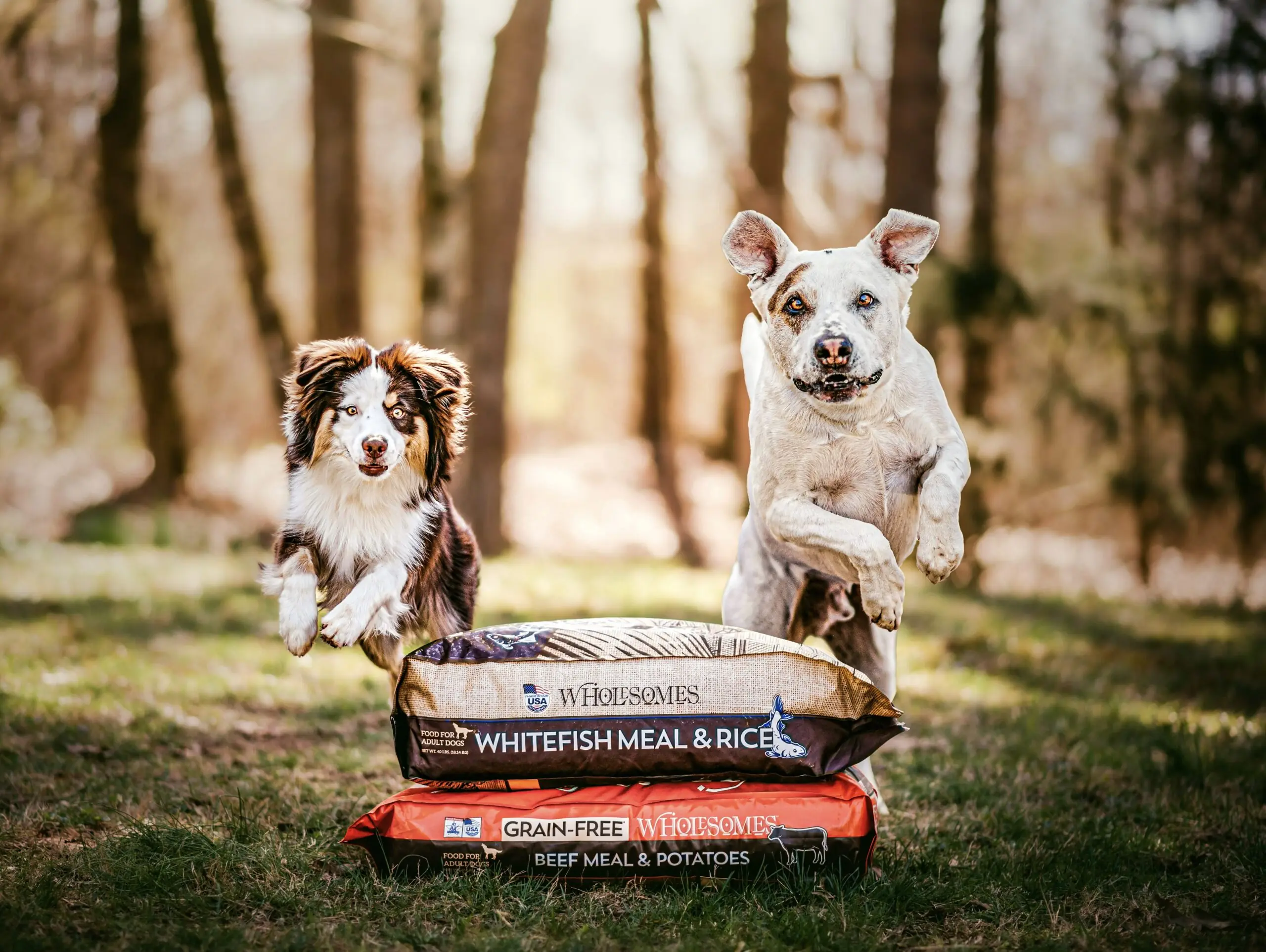 How To Choose the Right Dog Food Wholesomes Pet Food