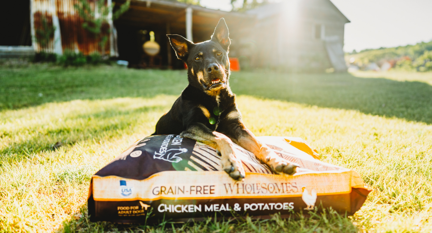 dog sitting on top of Wholesomes Chicken Meal & Potatoes