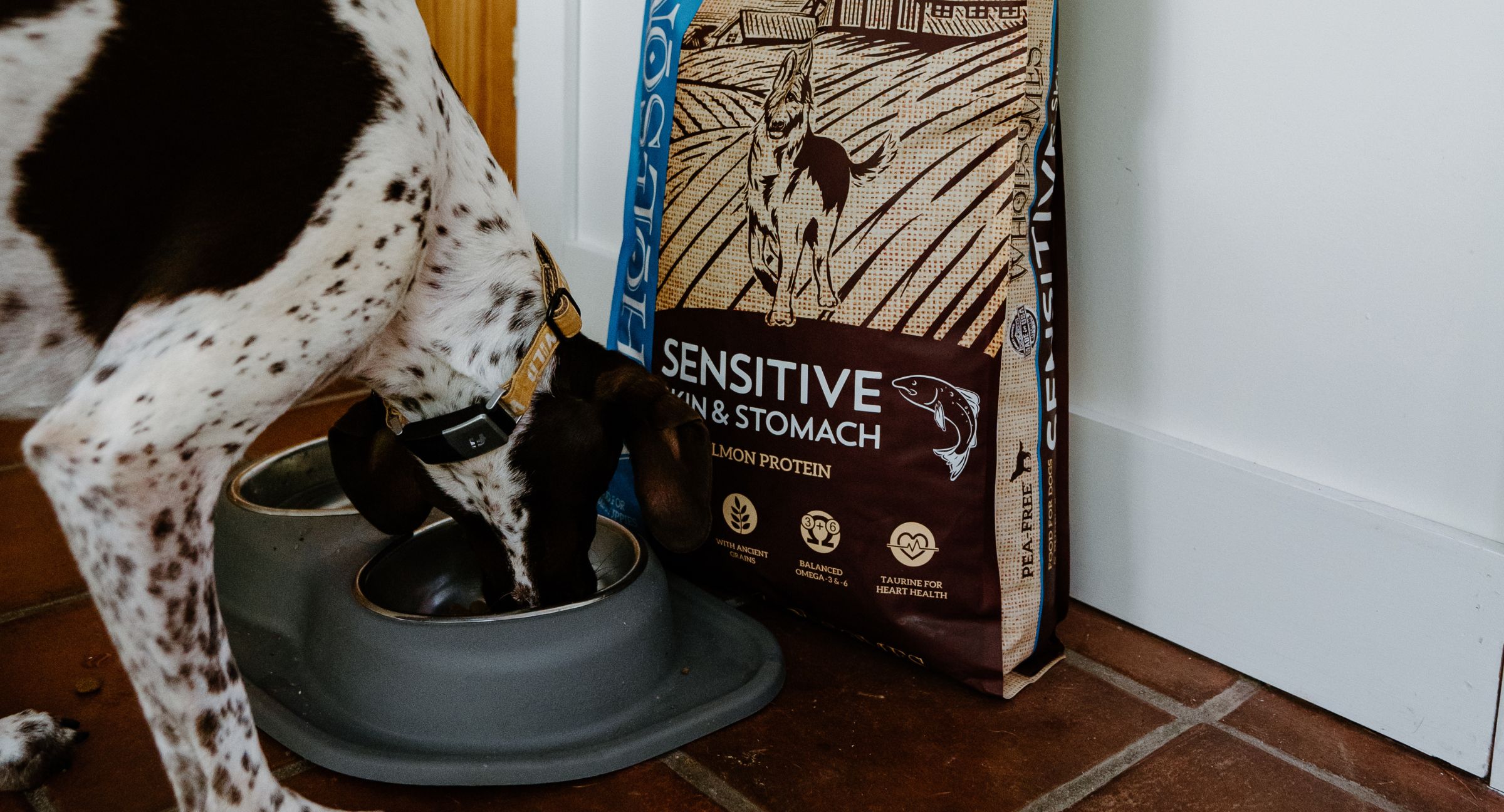 Dog Eating Wholesomes Sensitive Skin & Stomach with Salmon Protein Food