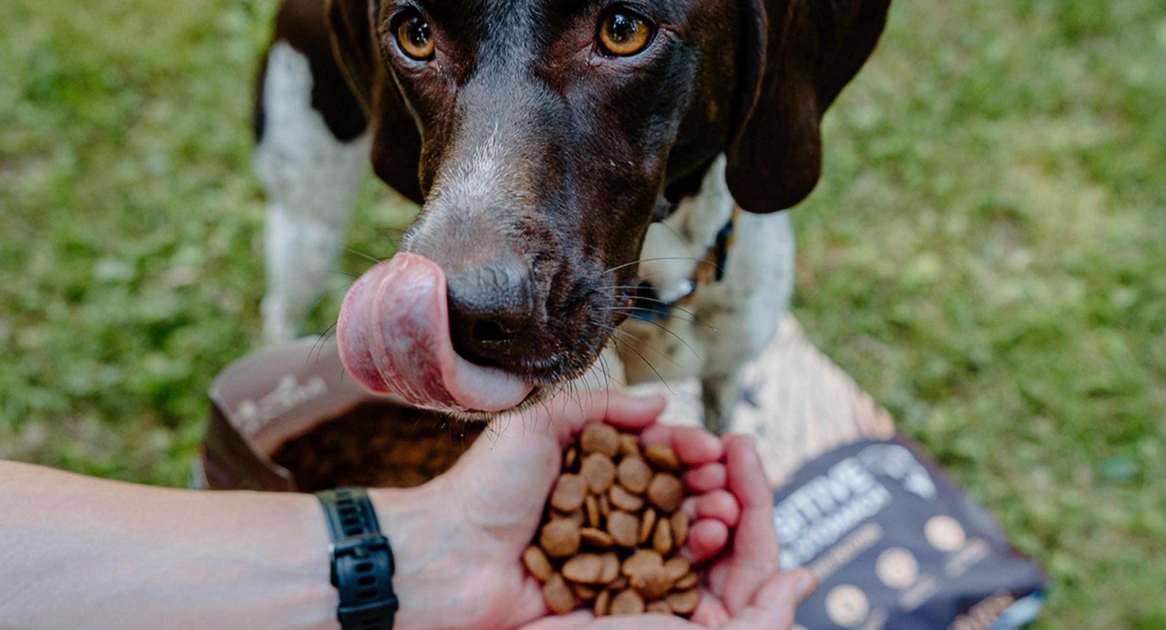 Dog Licking Lips by a Handful of Food