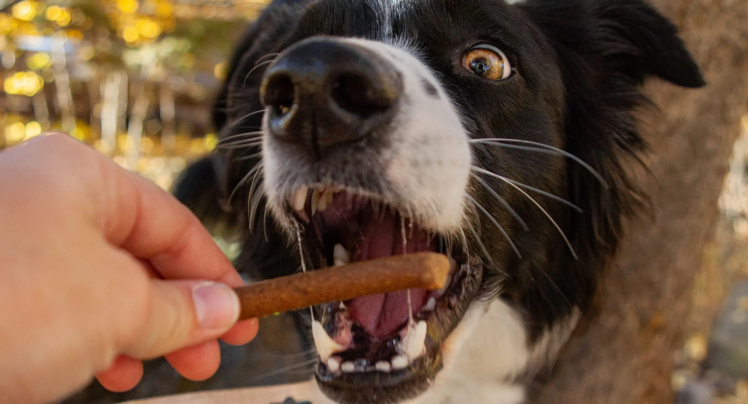 Dog Eating Treat