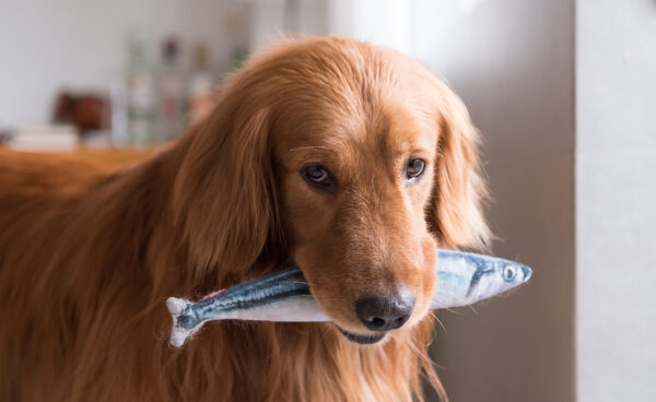 Can Dogs Eat Fish? Benefits, Risks, and Safe Feeding Tips - Wholesomes ...