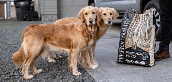 High Energy vs. Low Energy Dog Breeds: Finding Your Perfect Match ...