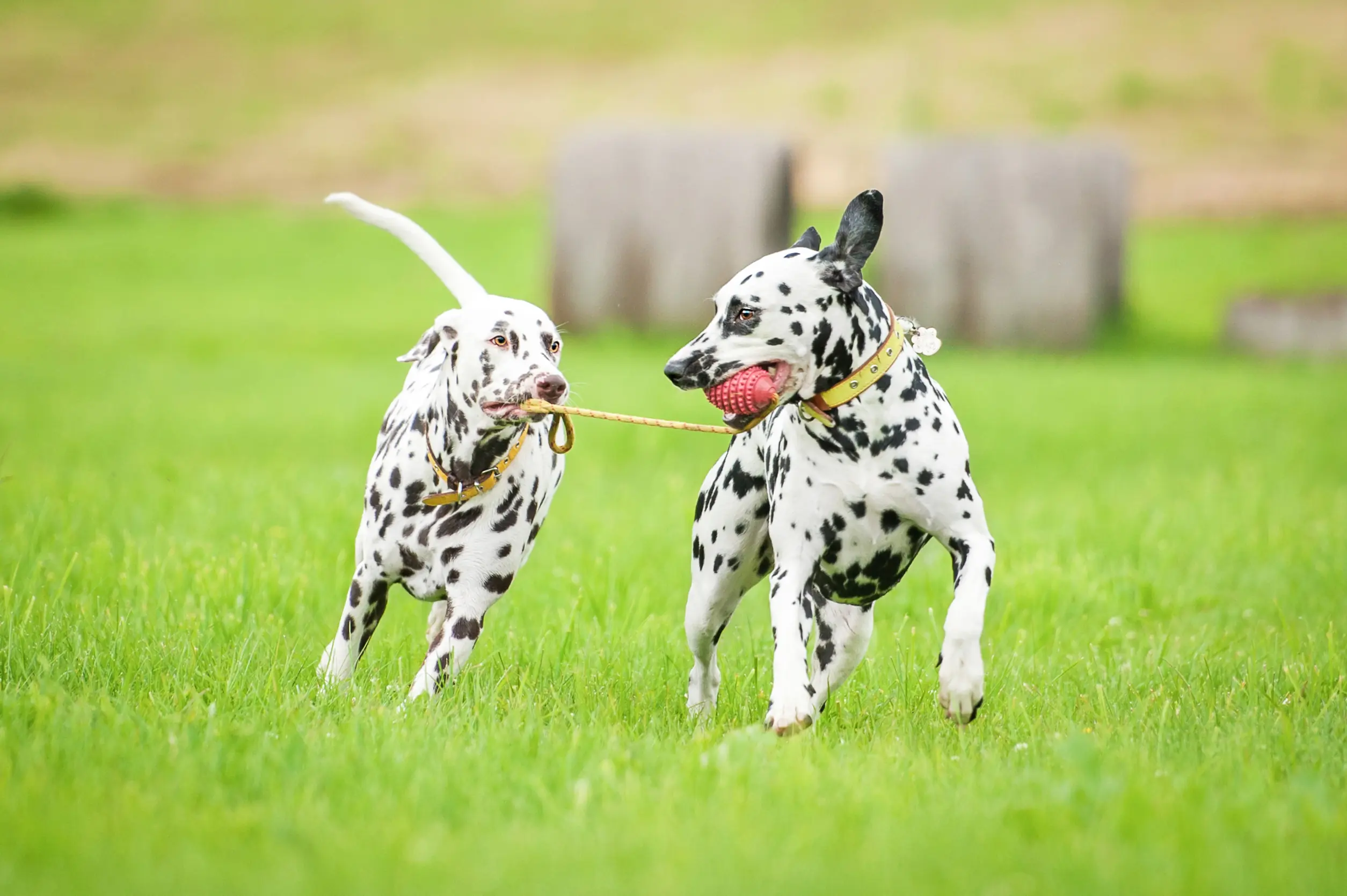 Living with Multiple Dogs: Ensuring Harmony at Home - Addressing any specific health or behavioral issues