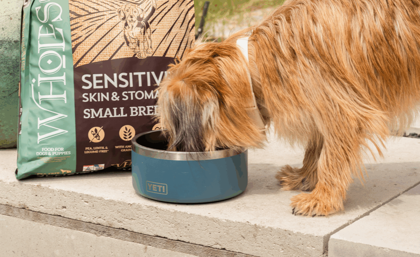 The dog eats dog food to help alleviate signs of sensitivity in dogs.